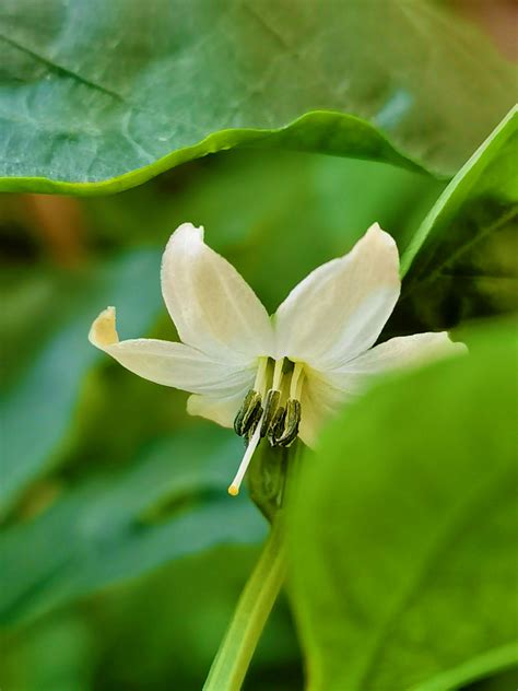 辣椒花|辣椒的花是什么样子的